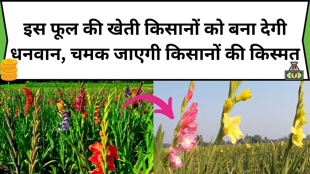इस फूल की खेती किसानों को बना देगी धनवान, चमक जाएगी किसानों की किस्मत और होगा जबरदस्त मुनाफा, जाने फूल का नाम