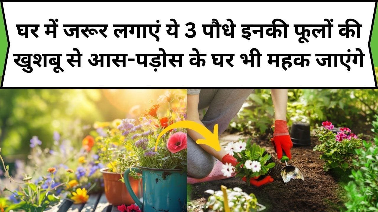 घर में जरूर लगाएं ये 3 पौधे, रूम फ्रेशनर का काम करते है, इनकी फूलों की खुशबू से आस-पड़ोस के घर भी महक जाएंगे, जाने पौधों के नाम