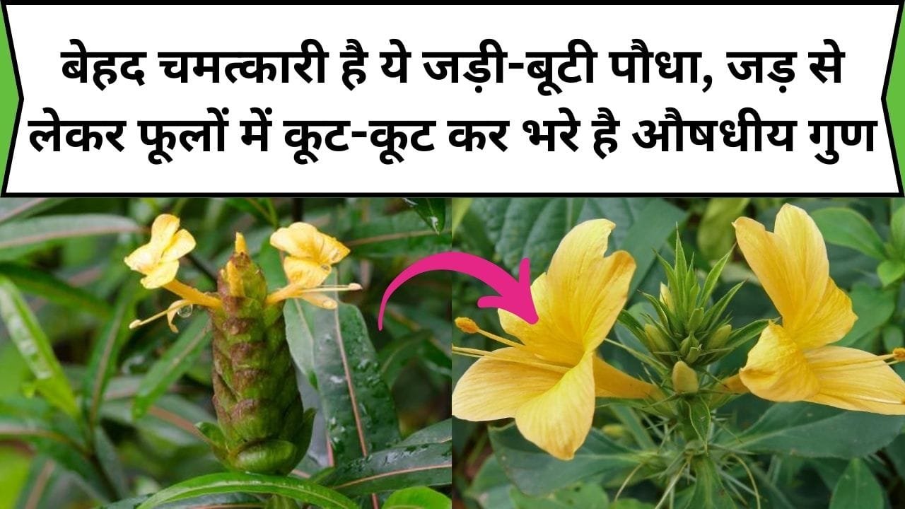 सेहत के लिए बेहद चमत्कारी है ये जड़ी-बूटी पौधा, जड़ से लेकर फूलों में कूट-कूट कर भरे है औषधीय गुण, जाने नाम और काम