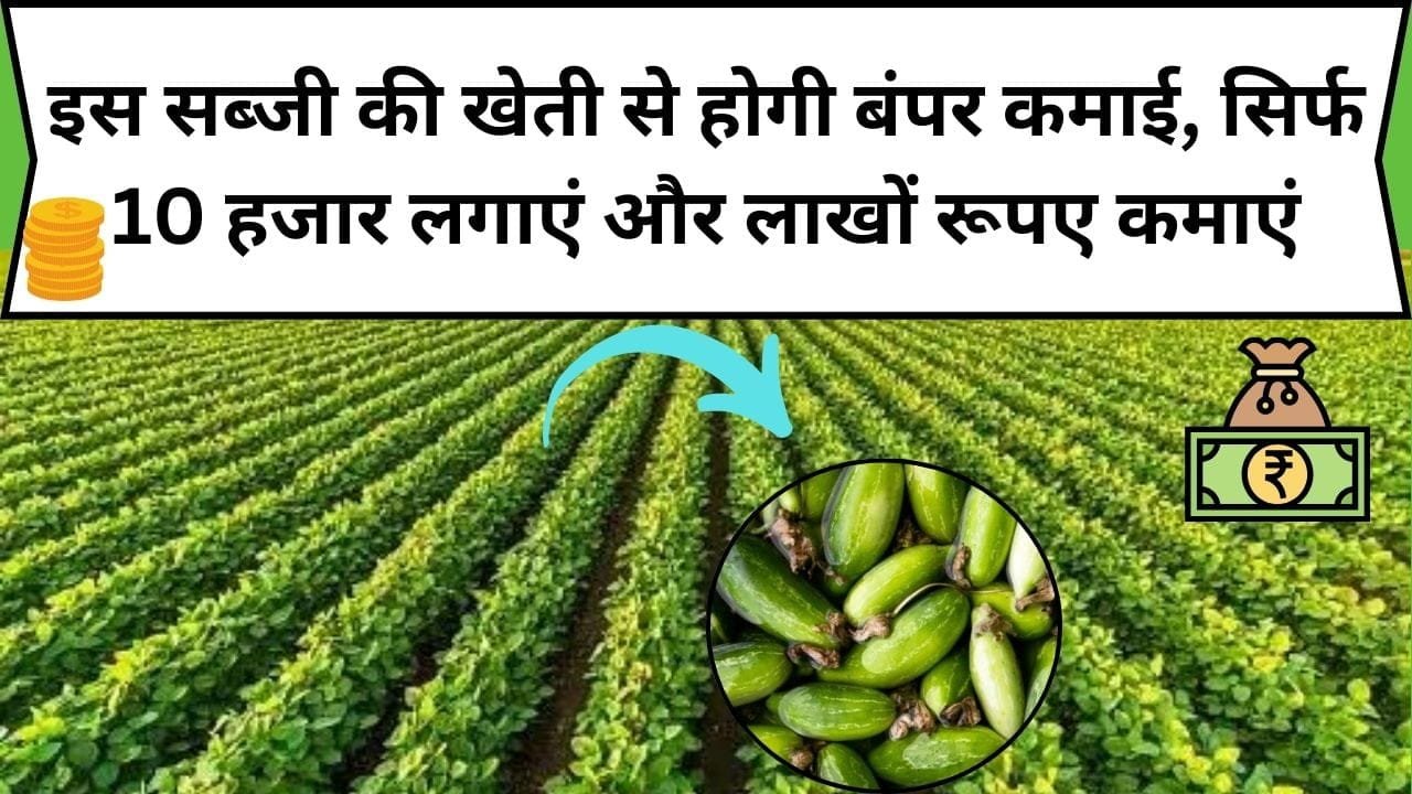 इस सब्जी की खेती से होगी बंपर कमाई, सिर्फ 10 हजार लगाएं और लाखों रूपए कमाएं, जाने सब्जी का नाम