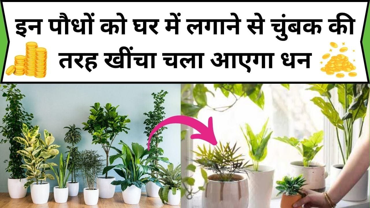 इन पौधों को घर में लगाने से चुंबक की तरह खींचा चला आएगा धन, सही जगह पर लगा लें ये चमत्कारी पौधे, जानिए पौधों के नाम और फायदे