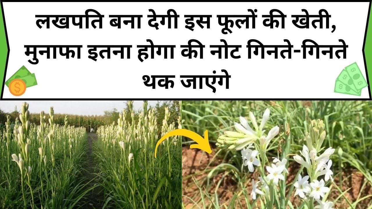 लखपति बना देगी इस फूलों की खेती, मुनाफा इतना होगा की नोट गिनते-गिनते थक जाएंगे, जानिए कौन-सा फूल की खेती है