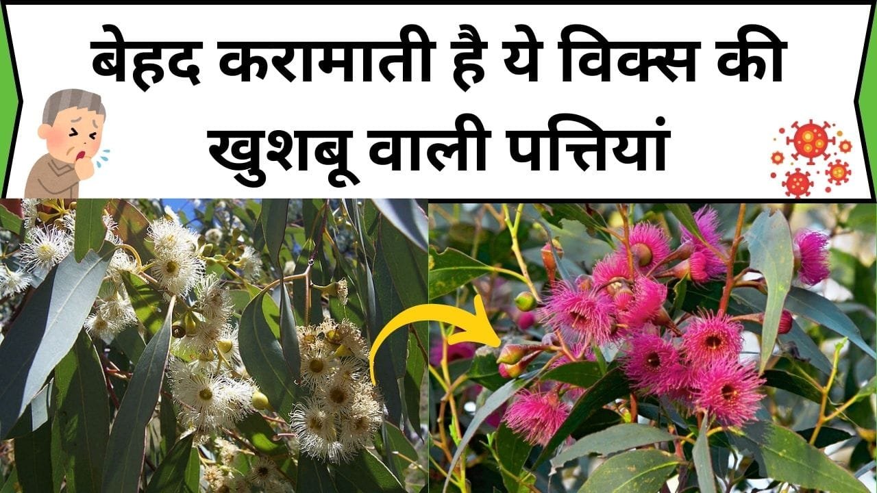 बेहद करामाती है ये विक्स की खुशबू वाली पत्तियां, आयुर्वेद में बनती है इसकी औषधि जड़ी-बूटी, जाने नाम और फायदे