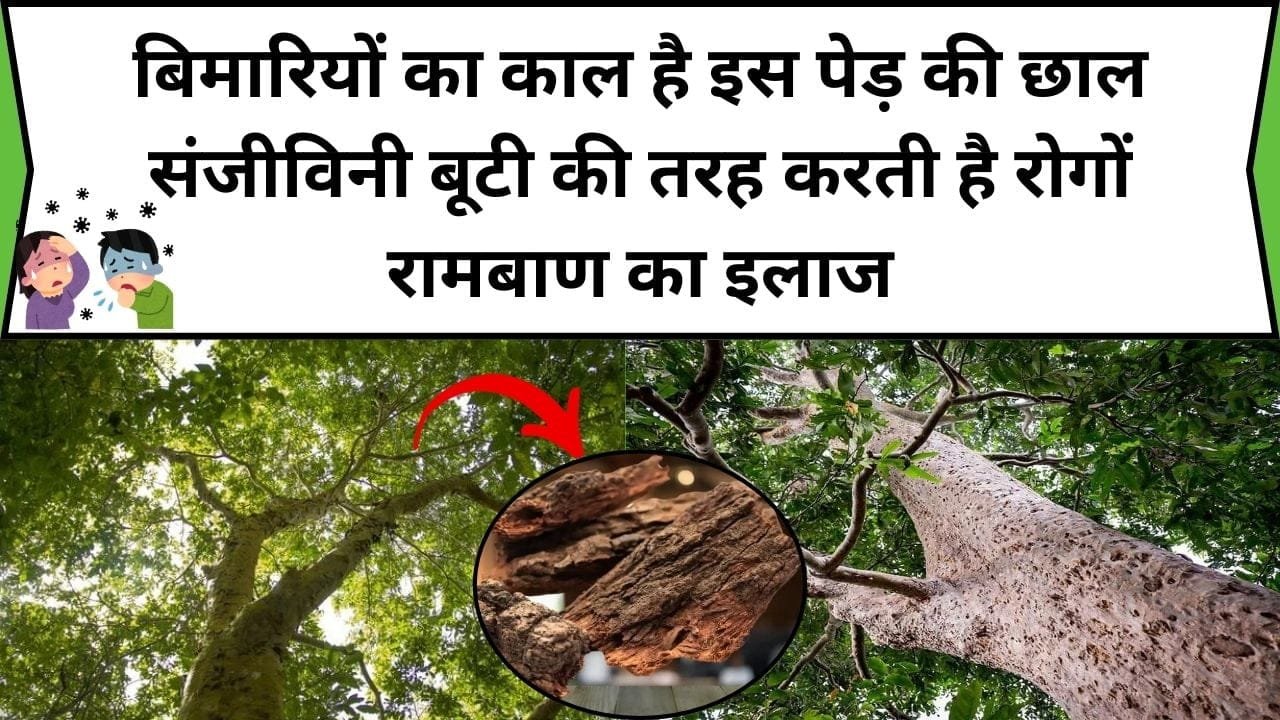 बिमारियों का काल है इस पेड़ की छाल, संजीविनी बूटी की तरह करती है रोगों रामबाण का इलाज, जाने नाम और काम