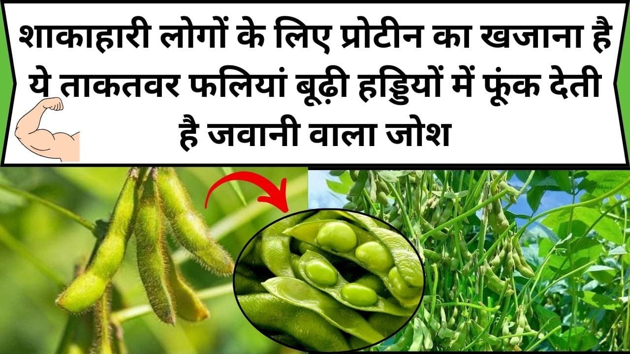 शाकाहारी लोगों के लिए प्रोटीन का खजाना है ये ताकतवर फलियां, बूढ़ी हड्डियों में फूंक देती है जवानी वाला जोश, डाइट में करें शामिल जाने नाम और काम