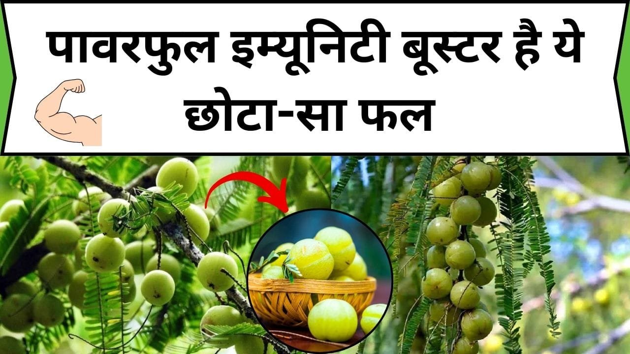 पावरफुल इम्यूनिटी बूस्टर है ये छोटा-सा फल, इसका सेवन लिवर में जमी गंदगी को निकाल बहार फेंकेगा, जाने नाम और अनगिनत फायदे