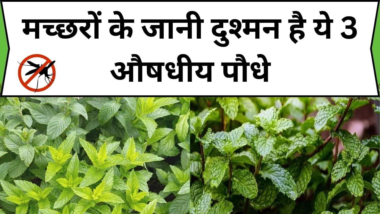 मच्छरों के जानी दुश्मन है ये 3 औषधीय पौधे, बरसात में डेंगू मलेरिया से बचना है तो बगीचे में जरूर लगा लें ये पौधे, जाने कौन से पौधे है