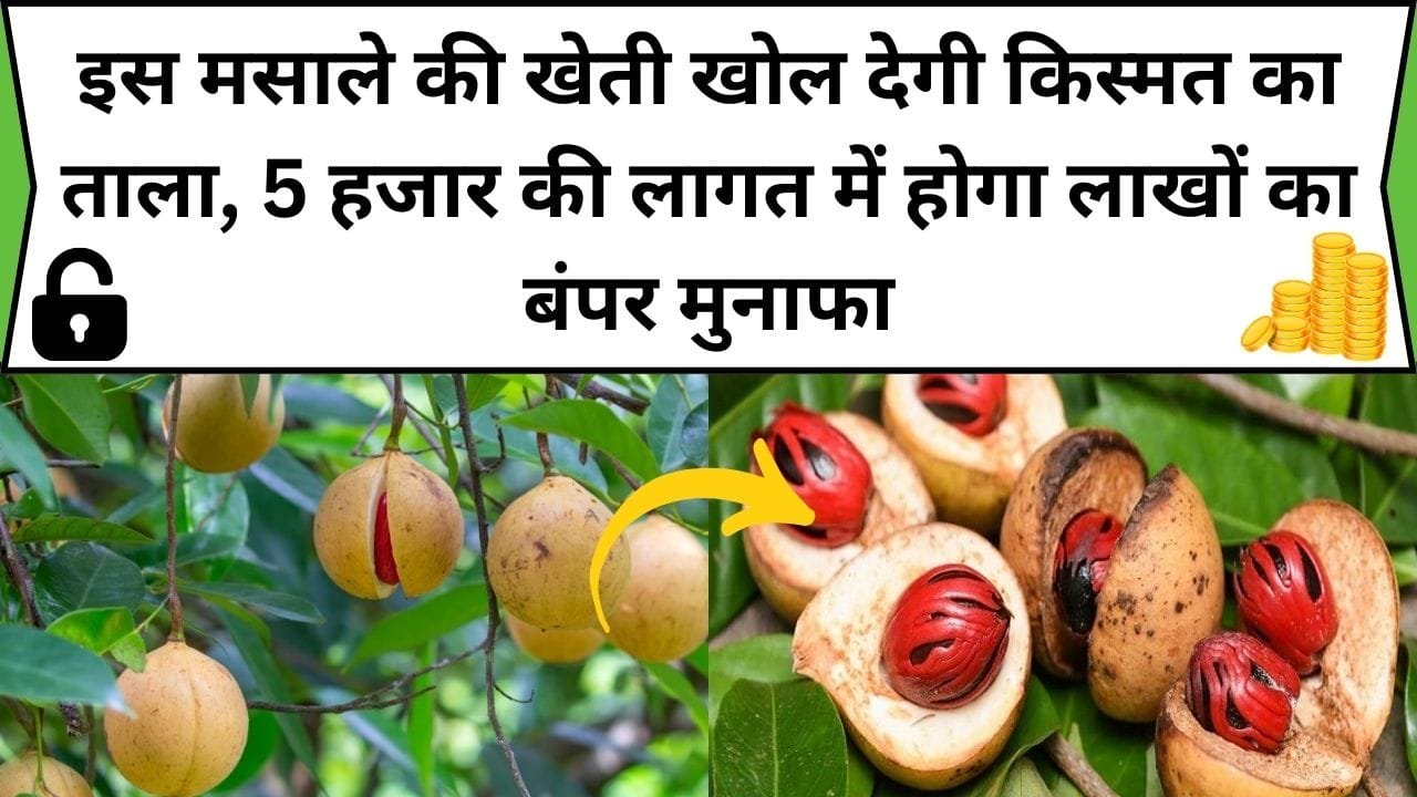इस मसाले की खेती खोल देगी किस्मत का ताला, 5 हजार की लागत में होगा लाखों का बंपर मुनाफा, जाने कौन-सा मसाला है