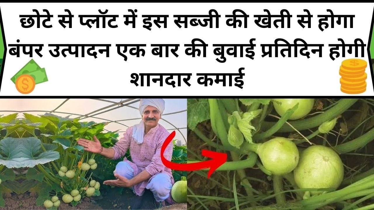 छोटे से प्लॉट में इस सब्जी की खेती से होगा बंपर उत्पादन, एक बार की बुवाई प्रतिदिन होगी शानदार कमाई, जानिए सब्जी का नाम