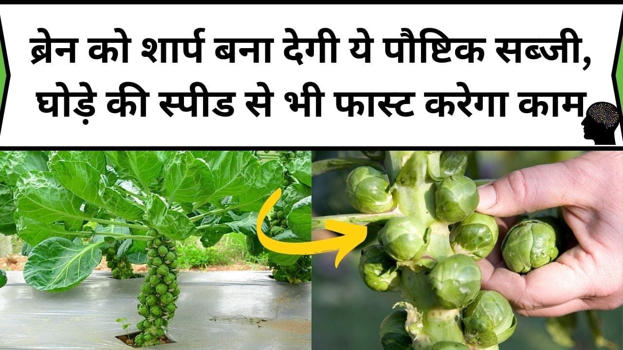ब्रेन को शार्प बना देगी ये पौष्टिक सब्जी, घोड़े की स्पीड से भी फास्ट करेगा काम, जाने सब्जी का नाम और काम