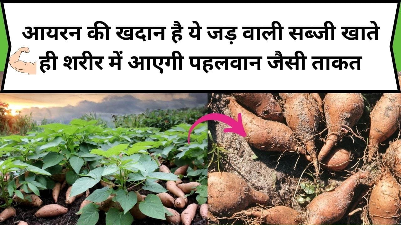 आयरन की खदान है ये जड़ वाली सब्जी, इसको खाते ही शरीर में आएगी पहलवान जैसी फौलादी ताकत, जानिए कौन-सी सब्जी है