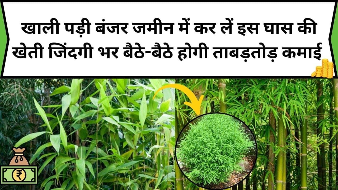 खाली पड़ी बंजर जमीन में कर लें इस घास की खेती, जिंदगी भर बैठे-बैठे होगी ताबड़तोड़ कमाई आने वाली सात पुश्तें भी रखेंगी याद, जाने खेती का नाम