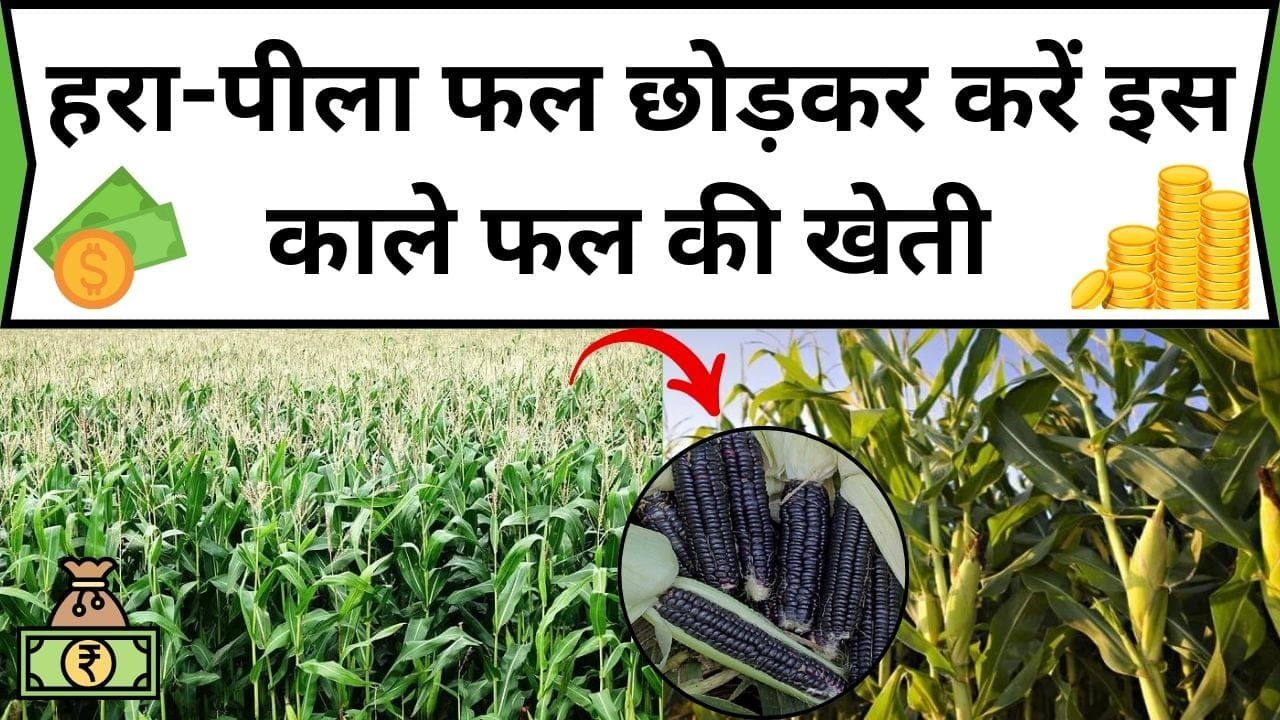 हरा-पीला फल छोड़कर करें इस काले फल की खेती, छप्परफाड़ उत्पादन समेत होगी लाखों में तगड़ी कमाई, जानिए कौन-सा फल है