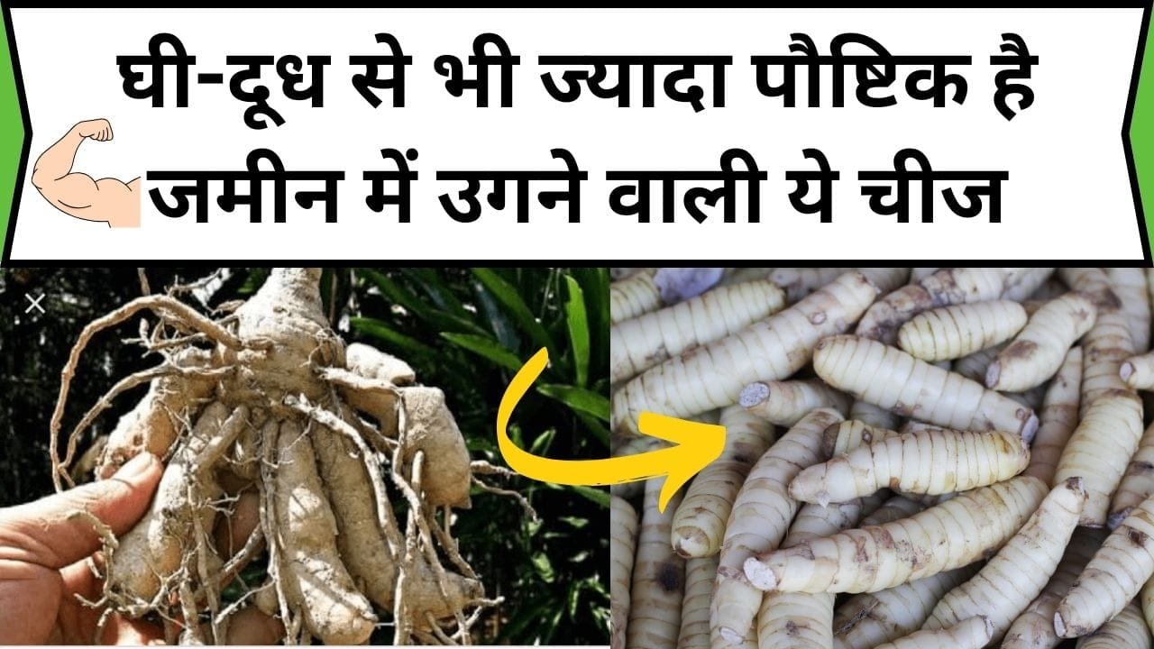 घी-दूध से भी ज्यादा पौष्टिक है जमीन में उगने वाली ये चीज, सेवन करते ही बीमारियां होती है छूमंतर, जाने नाम और काम