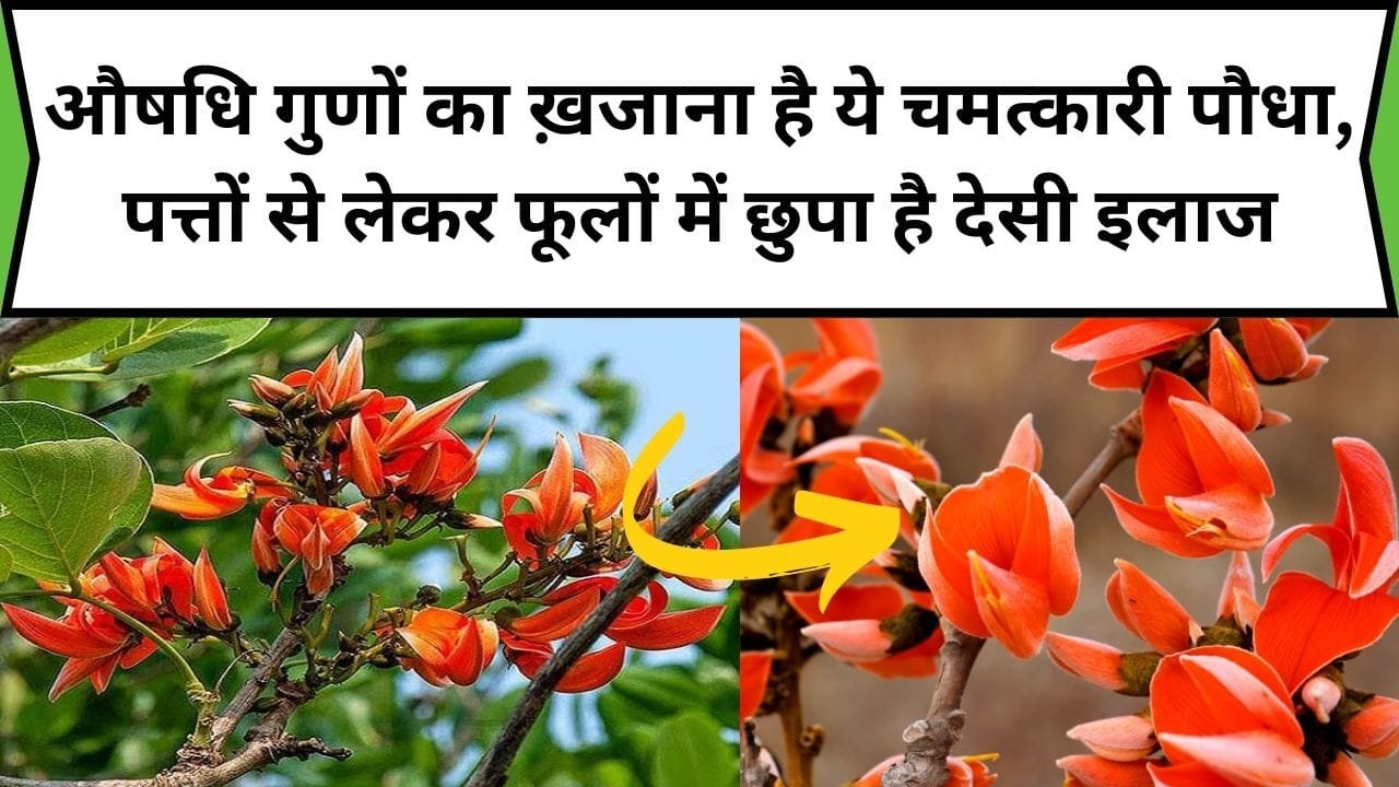 औषधि गुणों का ख़जाना है ये चमत्कारी पौधा, पत्तों से लेकर फूलों में छुपा है देसी इलाज, जाने कौन-सा पौधा है
