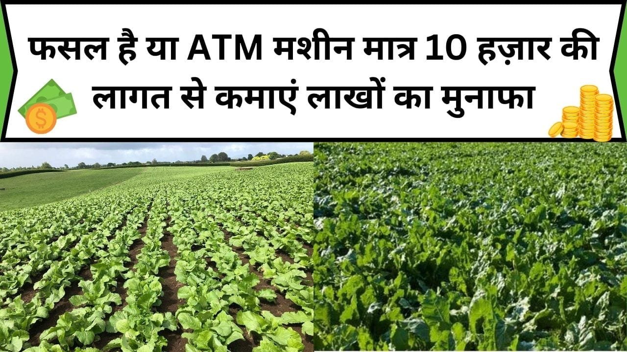 फसल है या ATM मशीन मात्र 10 हज़ार की लागत से कमाएं लाखों का मुनाफा, रेतीली जमीन में भी होगी बंपर उपज, जाने फसल का नाम