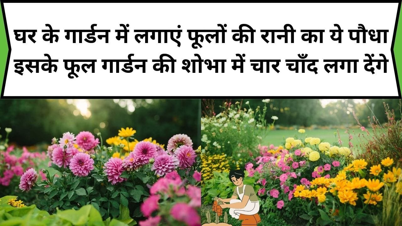 घर के गार्डन में लगाएं फूलों की रानी का ये पौधा, इसके फूल गार्डन की शोभा में चार चाँद लगा देंगे, जाने नाम और अनगिनत किस्में