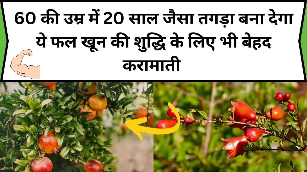60 की उम्र में 20 साल जैसा तगड़ा बना देगा ये फल, खून की शुद्धि के लिए भी बेहद करामाती है, जाने फल का नाम और काम