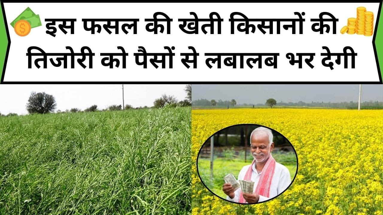 इस फसल की खेती किसानों की तिजोरी को पैसों से लबालब भर देगी, उत्पादन भी होगा जम कर, जाने नाम और फायदे