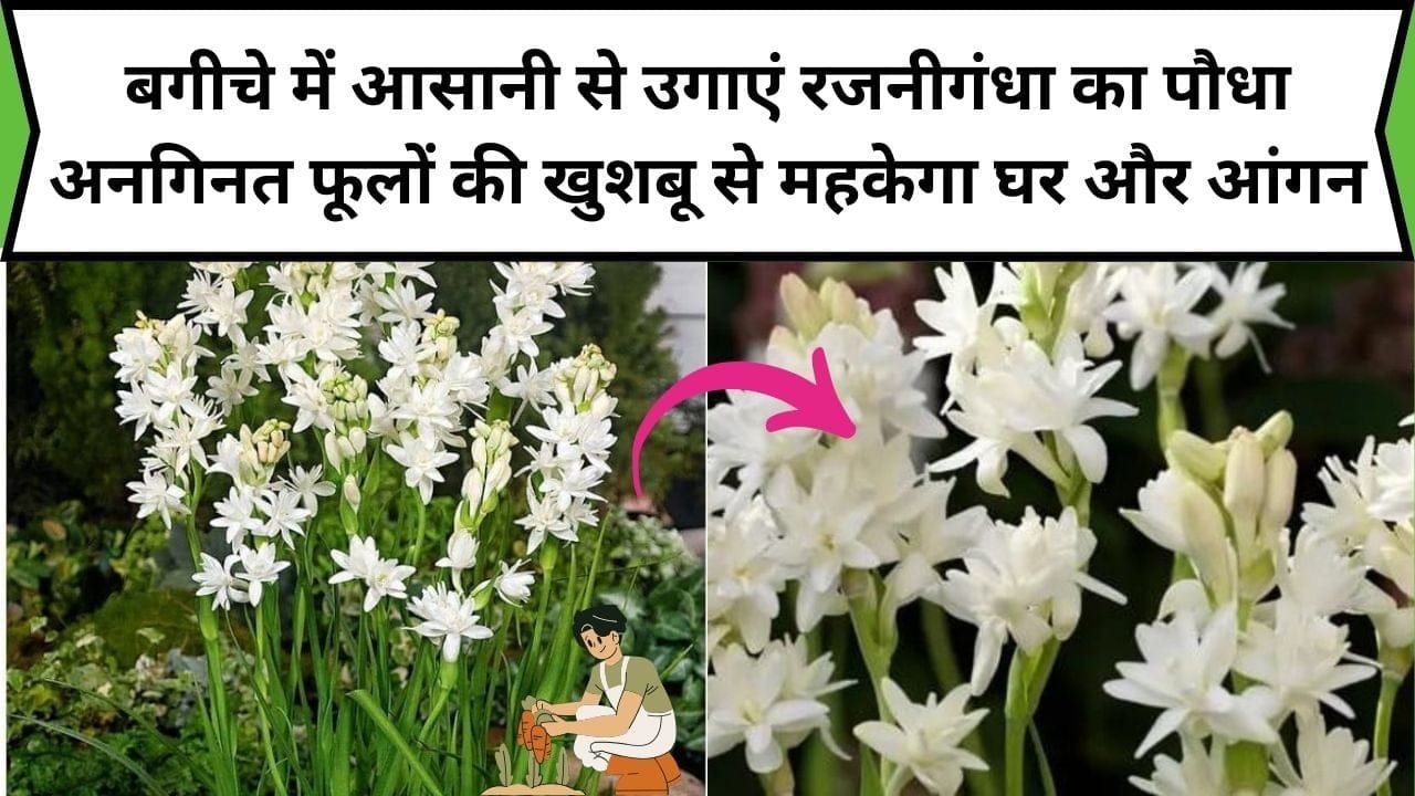 बगीचे में आसानी से उगाएं रजनीगंधा का पौधा, अनगिनत फूलों की खुशबू से महकेगा घर और आंगन, जाने पौधा उगाने का सही तरीका