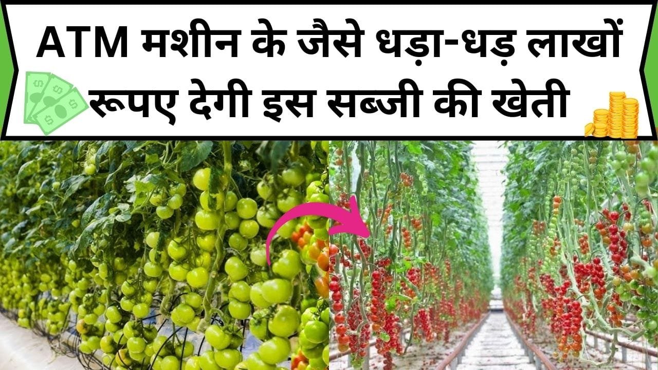 ATM मशीन के जैसे धड़ा-धड़ लाखों रूपए देगी इस सब्जी की खेती, 1 एकड़ में खेती कर होगी पैसों की बारिश, जाने सब्जी का नाम