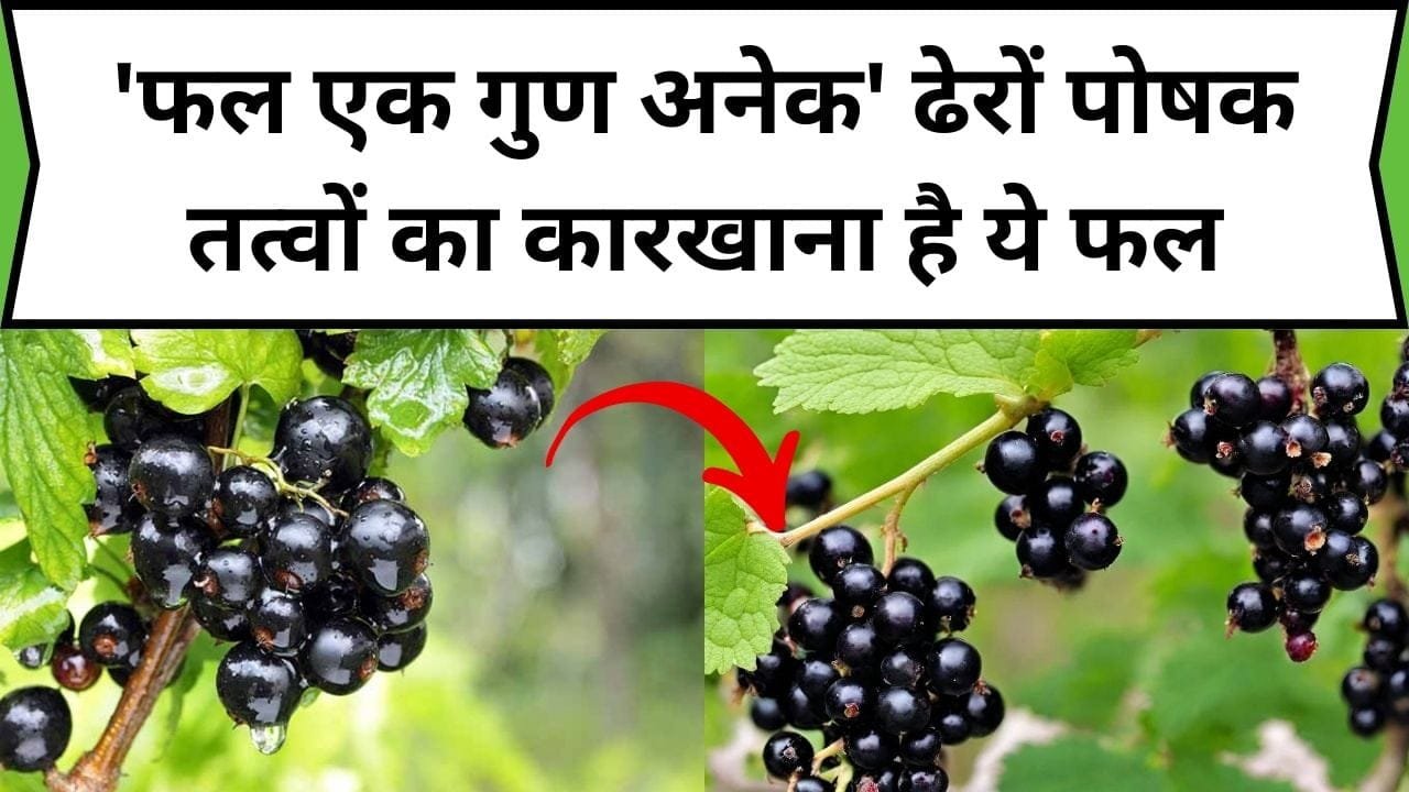 'फल एक गुण अनेक' ढेरों पोषक तत्वों का कारखाना है ये फल