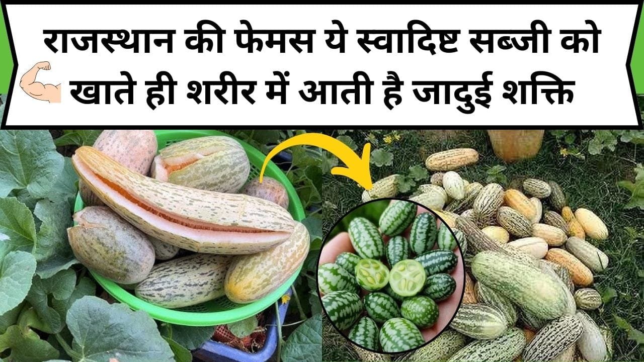 राजस्थान की फेमस ये स्वादिष्ट सब्जी को खाते ही शरीर में आती है जादुई शक्ति, दिखने में छोटी पर गुणों की खदान है, जाने नाम और फायदे