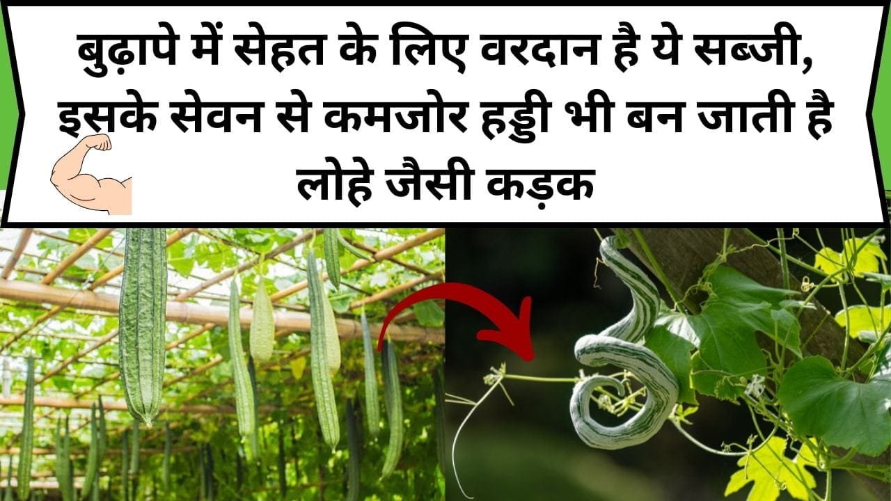 बुढ़ापे में सेहत के लिए वरदान है ये सब्जी, इसके सेवन से कमजोर हड्डी भी बन जाती है लोहे जैसी कड़क, जाने नाम और काम