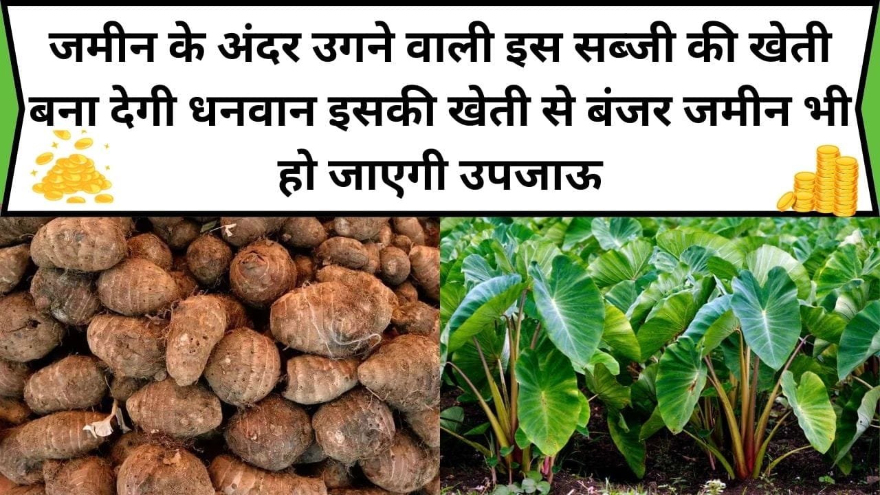 जमीन के अंदर उगने वाली इस सब्जी की खेती बना देगी धनवान, इसकी खेती से बंजर जमीन भी हो जाएगी उपजाऊ, जाने कौन-सी सब्जी है