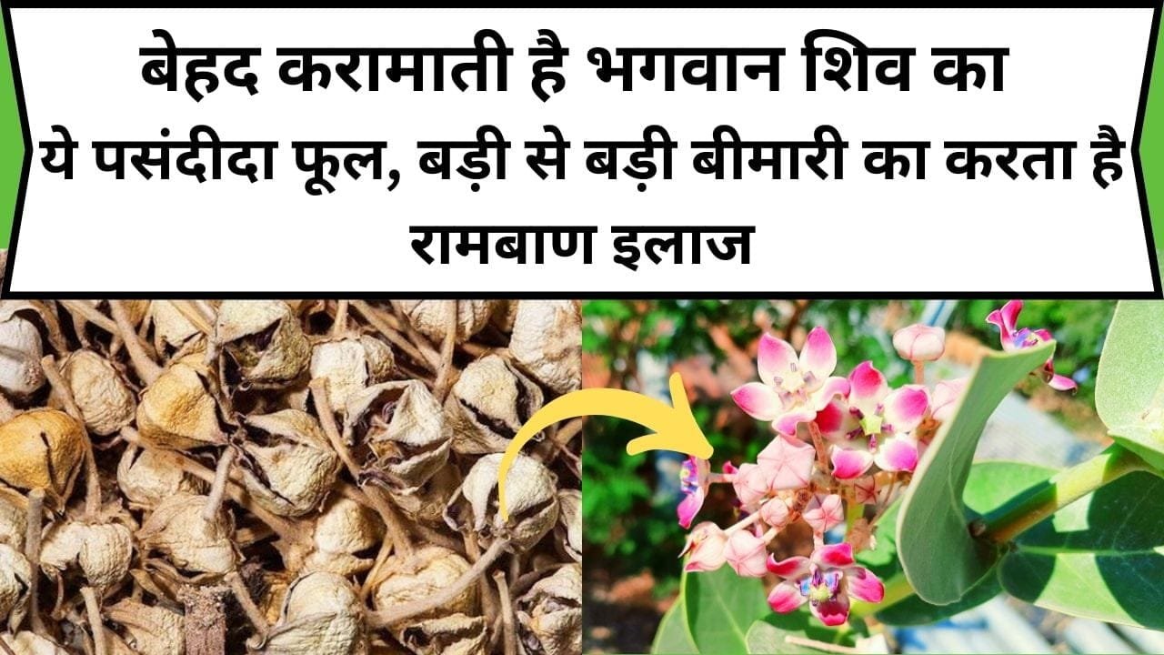 बेहद करामाती है भगवान शिव का ये पसंदीदा फूल, बड़ी से बड़ी बीमारी का करता है रामबाण इलाज, जाने नाम और अनगिनत फायदे