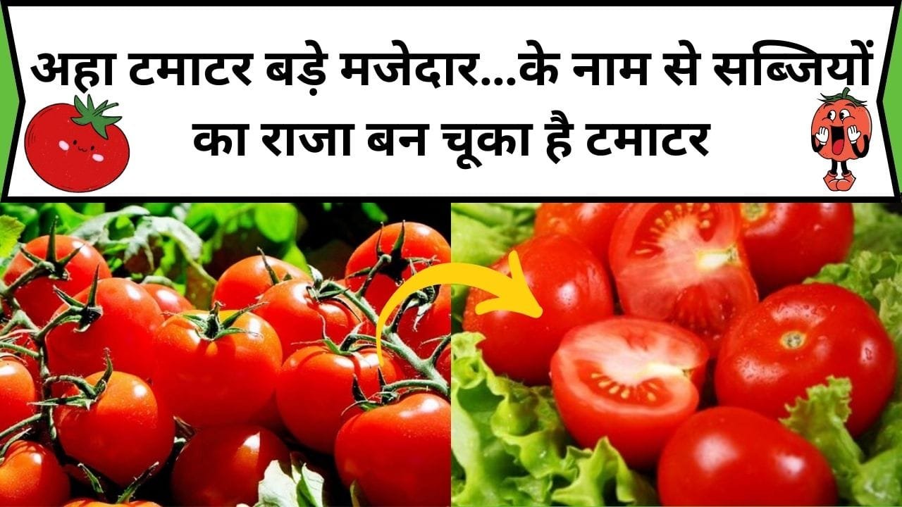 अहा टमाटर बड़े मजेदार…के नाम से सब्जियों का राजा बन चूका है टमाटर, इसके फायदे जान हो जाएंगे हैरान, जानिए अनगिनत फायदे