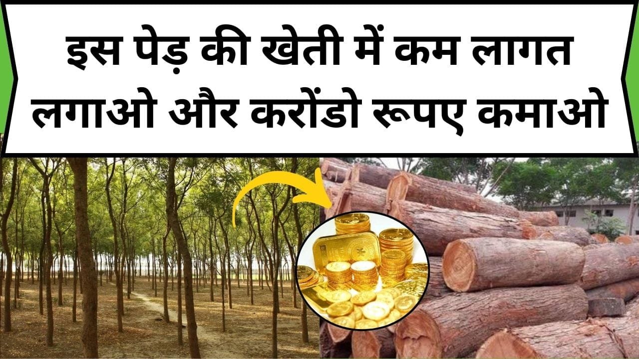 इस पेड़ की खेती में कम लागत लगाओ और करोंडो रूपए कमाओ, 3 हजार रूपए किलो बिकती है इसकी लकड़ियां, पढ़िए इस पेड़ के बारें में