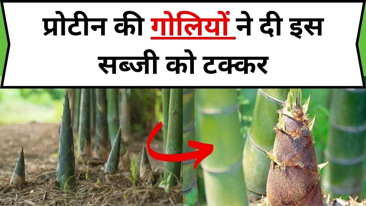 प्रोटीन की गोलियों ने दी इस सब्जी को टक्कर, डाइट में शामिल करते ही खोकली हड्डी बन जाएगी फौलादी, जानिए नाम और फायदे