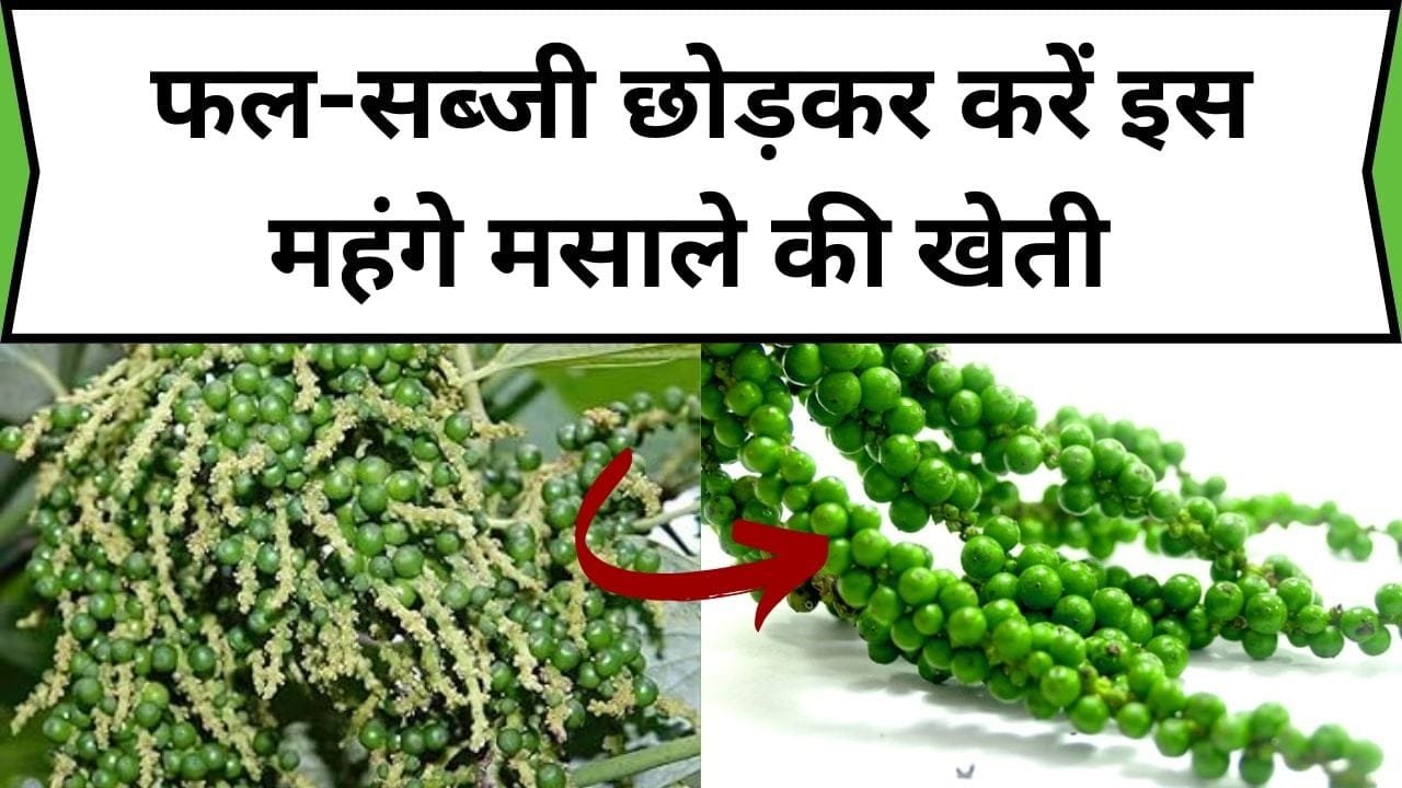 फल-सब्जी छोड़कर करें इस महंगे मसाले की खेती, सालों-साल होती रहेगी ताबड़तोड़ कमाई 1 एकड़ में खेती कर बन जाएंगे मालामाल, जाने इसका नाम