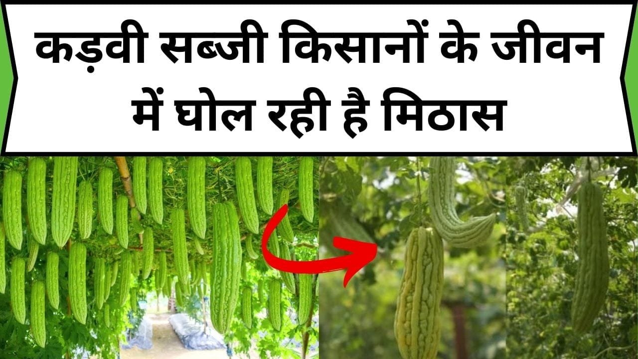 कड़वी सब्जी किसानों के जीवन में घोल रही है मिठास, खेती कर किसान कमा रहे अंधाधुन मुनाफा, जानिए कौन-सी खेती है