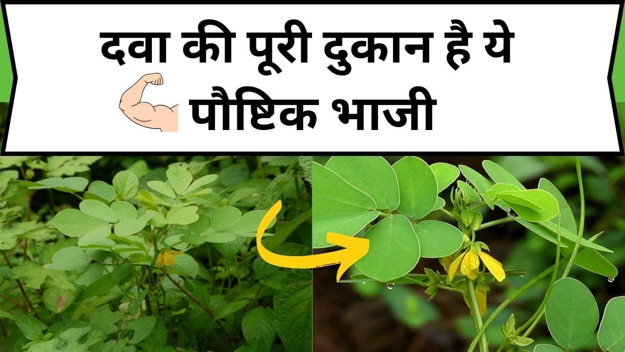 दवा की पूरी दुकान है ये पौष्टिक भाजी, इसके बेशुमार फायदे देख हो जाएंगे हैरान, जाने नाम और काम