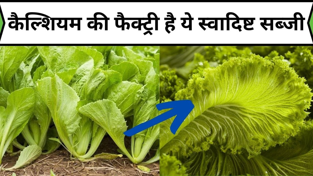 कैल्शियम की फैक्ट्री है ये सब्जी, स्वादिष्ट ही नहीं गुणों का भी खजाना मौजूद है इसमें कमजोर शरीर में डाल देंगी जान, जाने नाम और काम