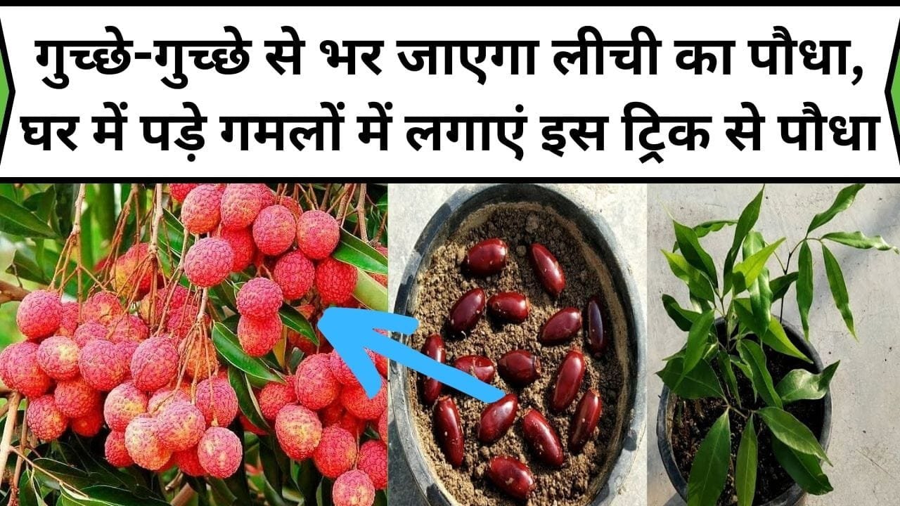गुच्छे-गुच्छे से भर जाएगा लीची का पौधा, घर में पड़े खराब गमलों में लगाएं इस ट्रिक से पौधा, पड़ोसियों की नजर नहीं हटेगी लीचियों से...