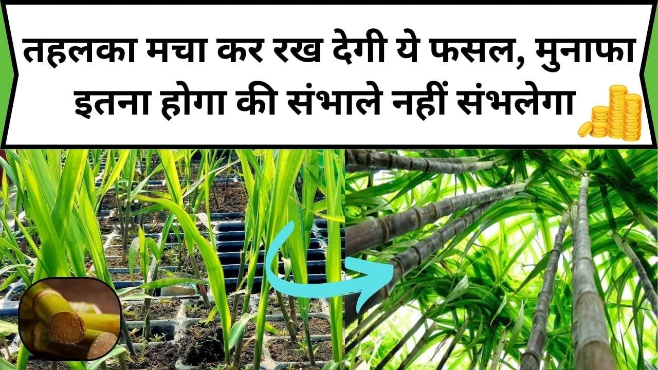 तहलका मचा कर रख देगी ये फसल, मुनाफा इतना होगा की संभाले नहीं संभलेगा और उत्पादन भी होगा जबरदस्त, जानिए इस फसल का नाम
