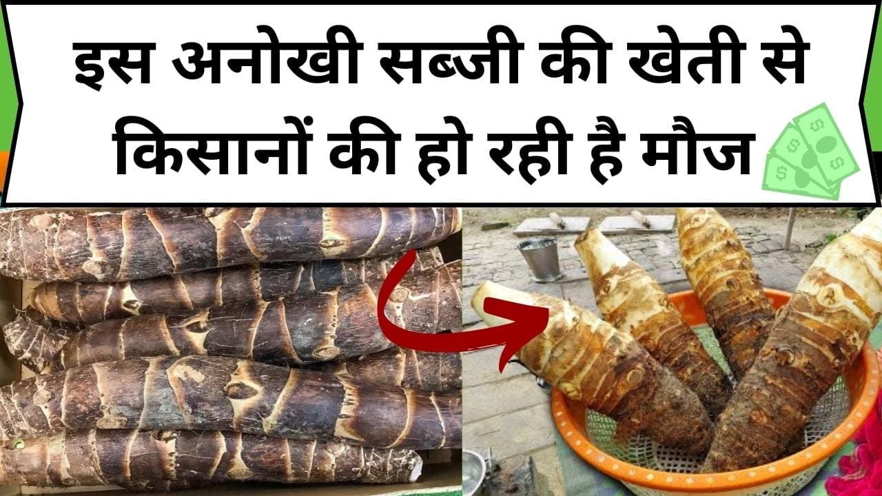 अनोखी सब्जी की खेती से किसानों की हो रही है मौज, 30 सालों से लगातार करते आ रहे हैं इसकी खेती, कमाई देख आंखें फटी की फटी रह जाएगी