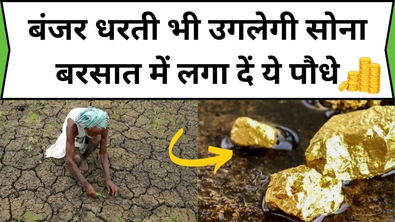 बंजर धरती भी उगलेगी सोना बरसात में लगा दें ये पौधे, 2 महीने में होगी बंपर पैदावार समेत छप्परफाड़ पैसों की बारिश, जाने कौन-सी खेती है