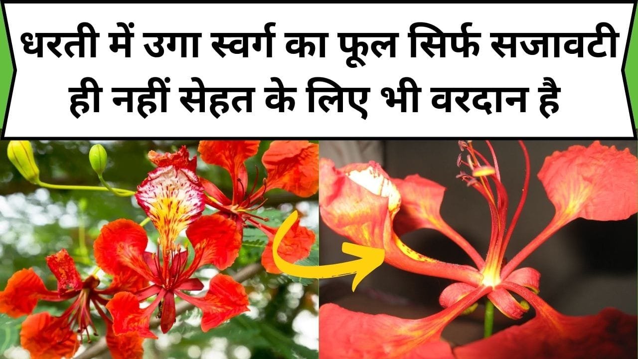 धरती में उगा स्वर्ग का फूल सिर्फ सजावटी ही नहीं सेहत के लिए भी वरदान है, इसमें औषधिये गुणों की खदान है, जाने फूल का नाम और काम