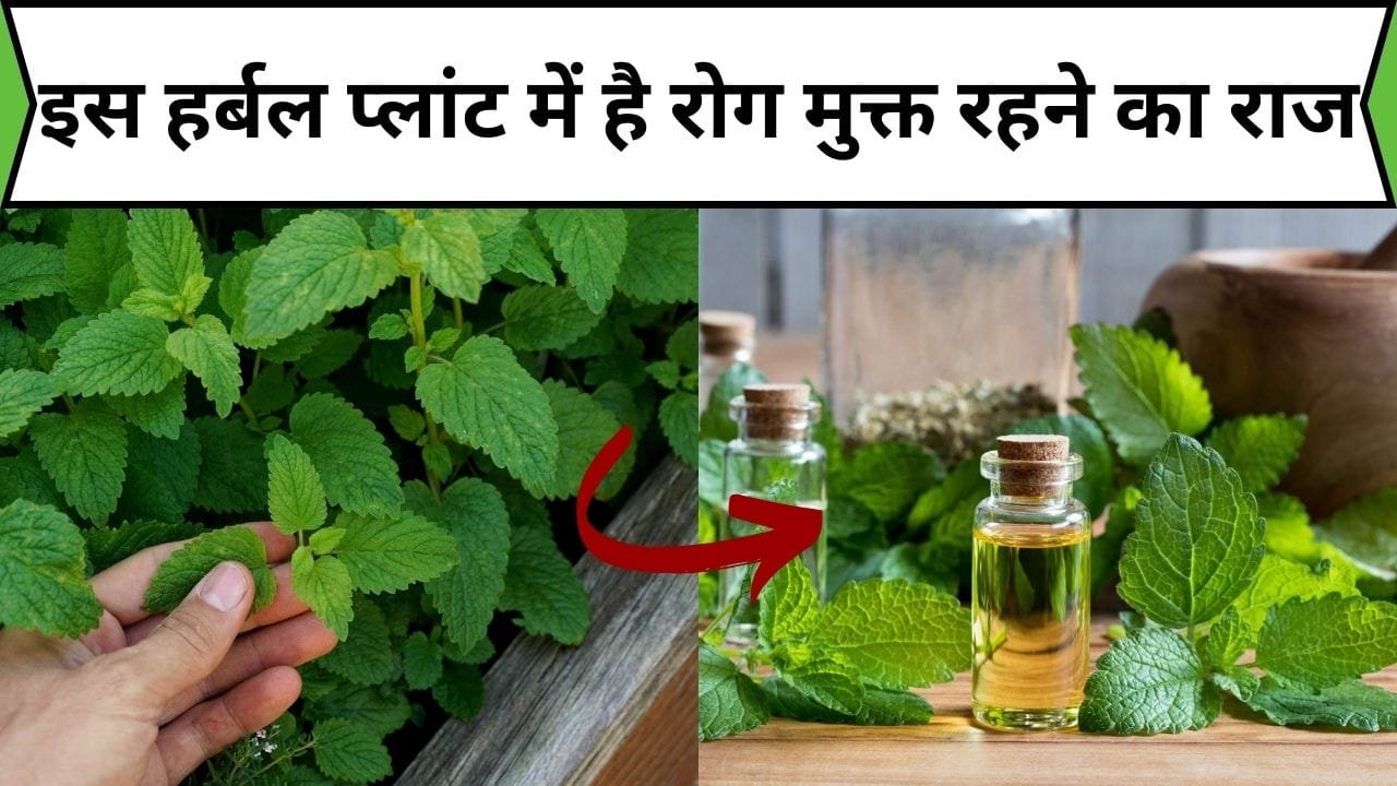 इस हर्बल प्लांट में है रोग मुक्त रहने का राज, औषधीय तत्व करते है अनेकों बिमारियों का रामबाण इलाज, जाने नाम और फायदे