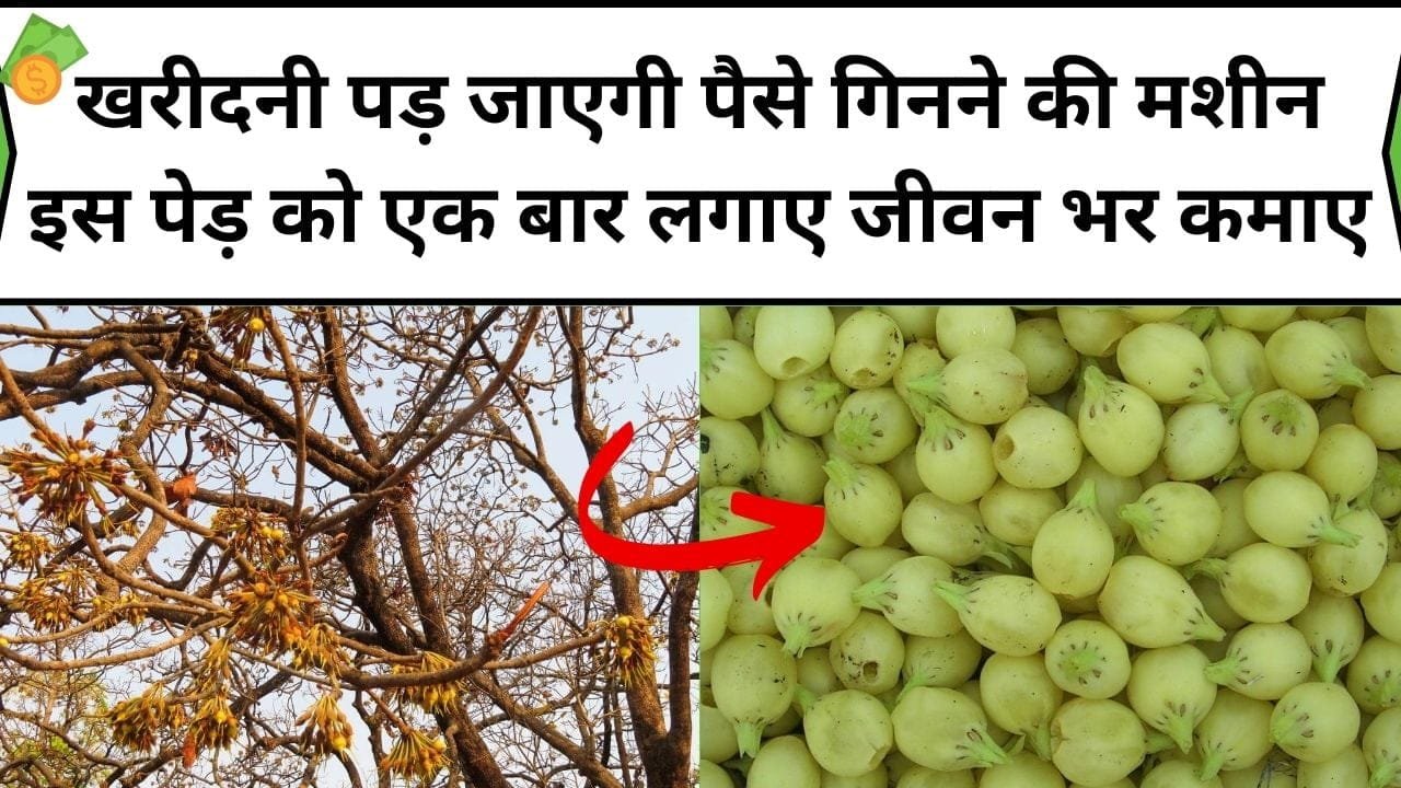 खरीदनी पड़ जाएगी पैसे गिनने की मशीन, इस पेड़ को एक बार लगाए और जीवन भर लाखों रूपए कमाए, जाने कौन-सा पेड़ है