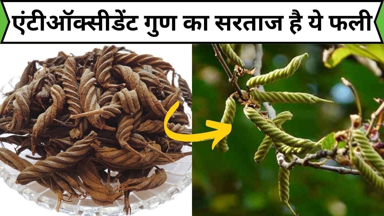 एंटीऑक्सीडेंट गुण का सरताज है ये फली, इसके लाजवाब फायदे देख आंख खुली की खुली रह जाएगी, जाने नाम और काम