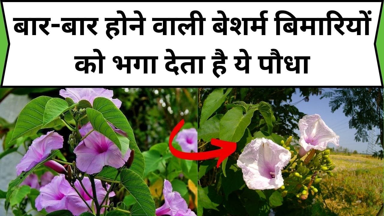 बार-बार होने वाली बेशर्म बिमारियों को भगा देता है ये पौधा, संजीवनी बूटी की तरह करता है इलाज, जाने नाम और काम