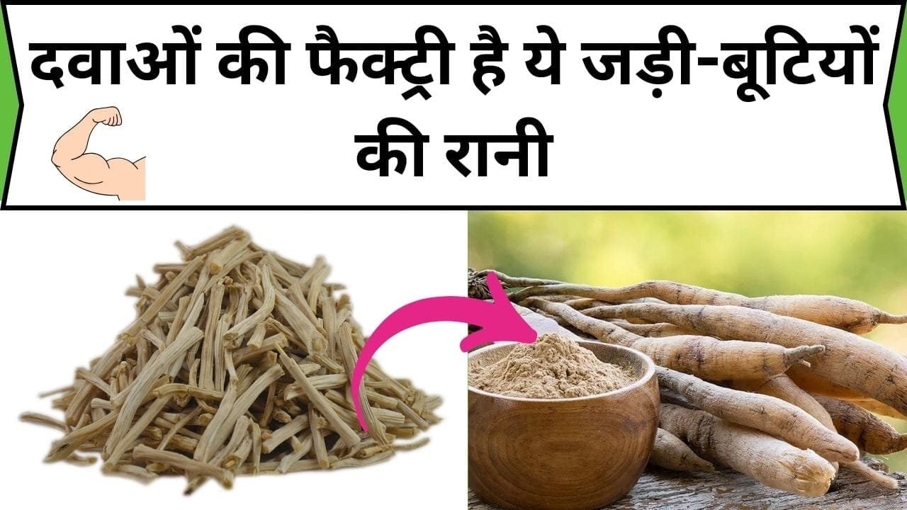 दवाओं की फैक्ट्री है ये जड़ी-बूटियों की रानी, इसके फायदे गिनते-गिनते थक जाओगे और सेवन करते है ही फुर्तीले बन जाओगे...