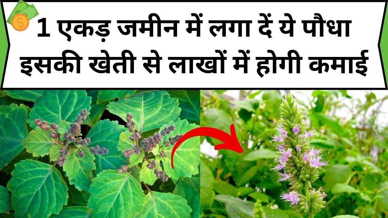 1 एकड़ जमीन में लगा दें ये पौधा इसकी खेती से लाखों में होगी कमाई, बड़े पैमाने पर उत्पादन समेत होता है मुनाफा, जाने पौधे का नाम