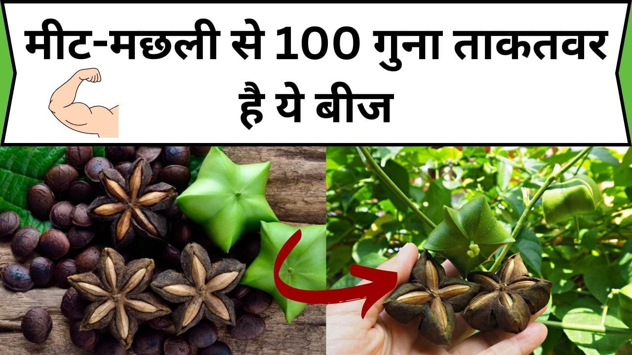 मीट-मछली से 100 गुना ताकतवर है ये बीज, इसके खाने से हार्ट और बॉडी बन जाती है फौलाद और शरीर रहता है फिट, जाने नाम और काम