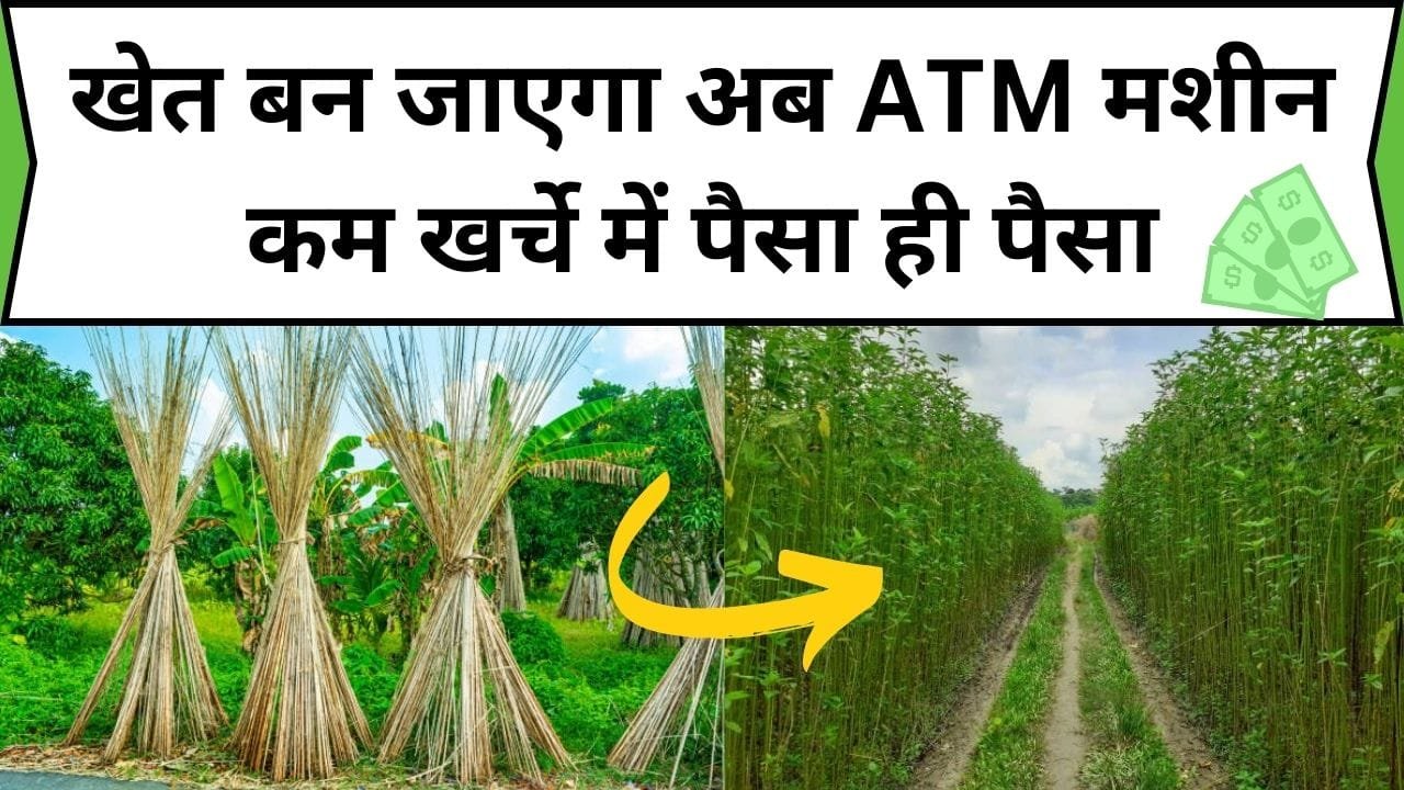 खेत बन जाएगा अब ATM मशीन, इस फसल की खेती से बन जाएंगे मालामाल कम खर्चे में पैसा ही पैसा, जाने फसल का नाम